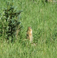 Ground Squirrel